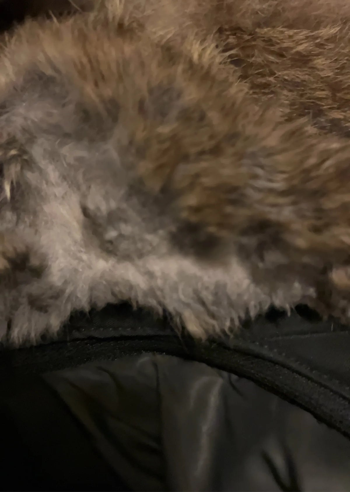 Woolrich Jacket